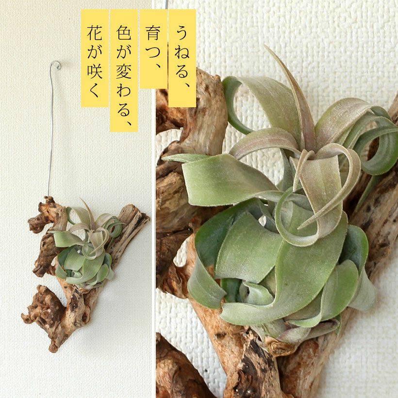 ストレプトフィラ｜乾燥で葉がカールするバロメータエアプランツ