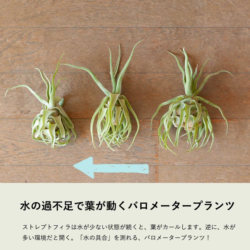 ストレプトフィラ｜乾燥で葉がカールするバロメータエアプランツ