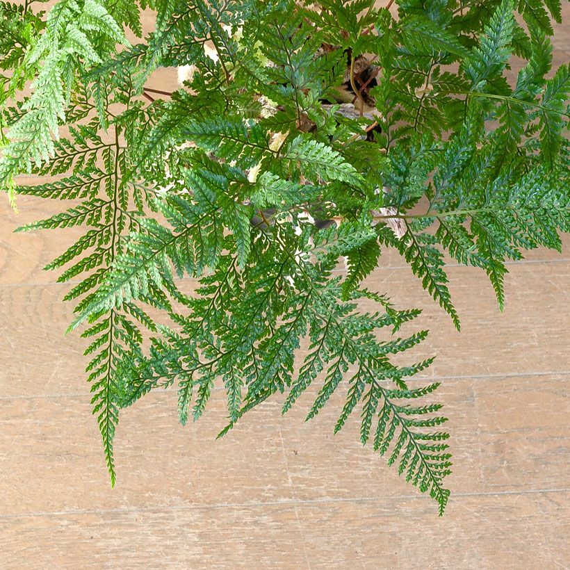 トキワシノブ・スパイダー | [公式]e-花屋さん