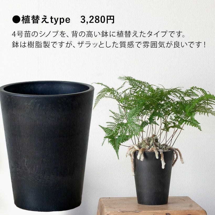 トキワシノブ・スパイダー | [公式]e-花屋さん