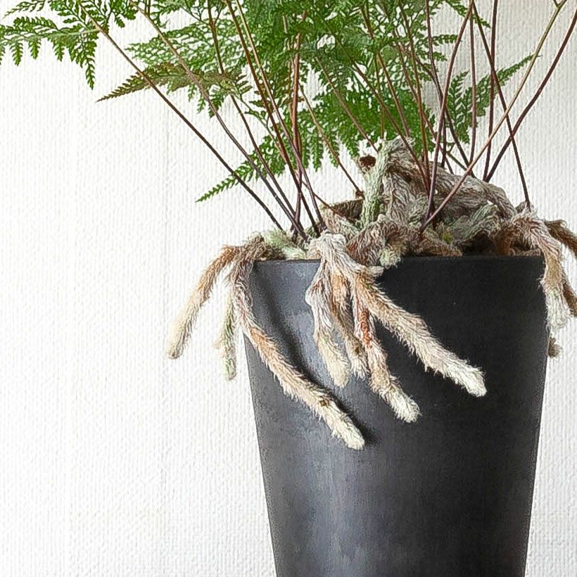 トキワシノブ・スパイダー | [公式]e-花屋さん