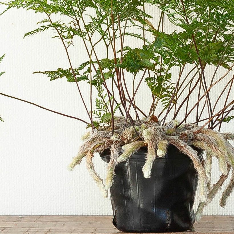 トキワシノブ・スパイダー | [公式]e-花屋さん