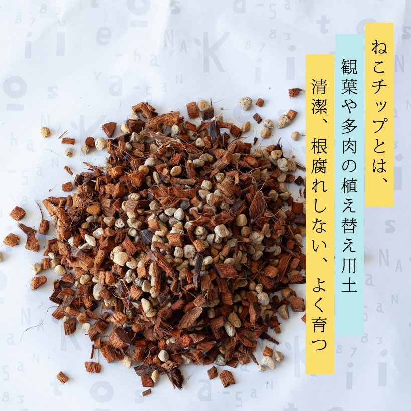 猫チップ（観葉植物の土）花森家YouTubeで話題！根腐れしない土