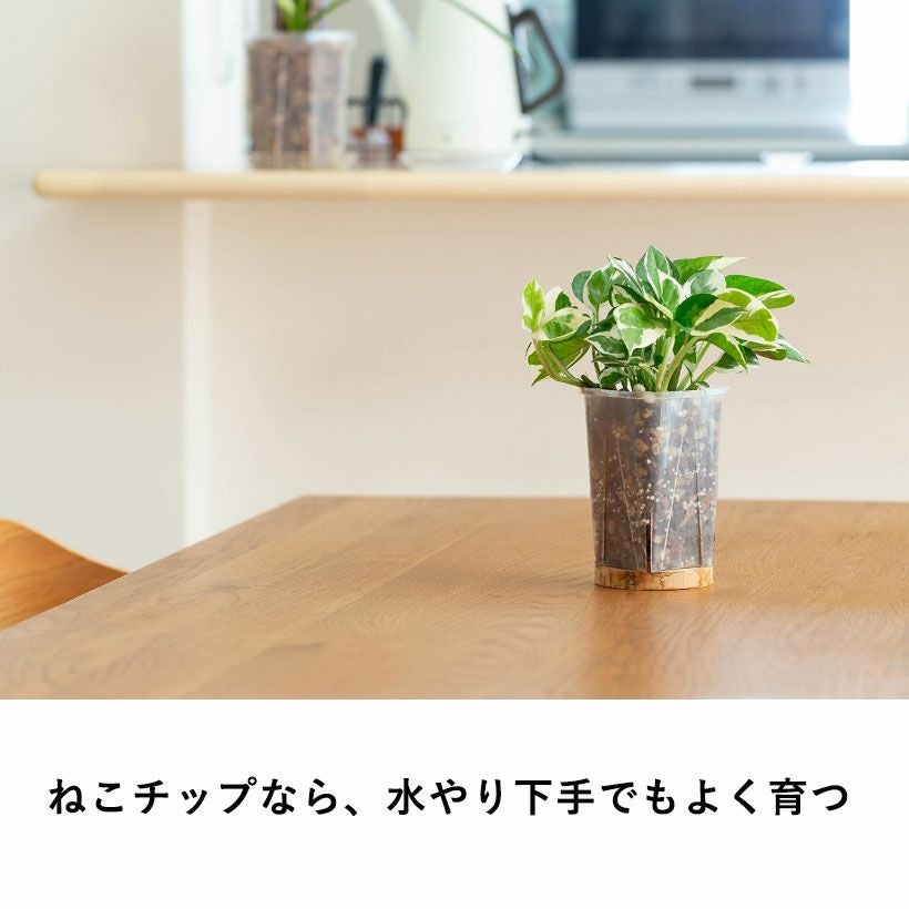 猫チップ（観葉植物の土）花森家YouTubeで話題！根腐れしない土