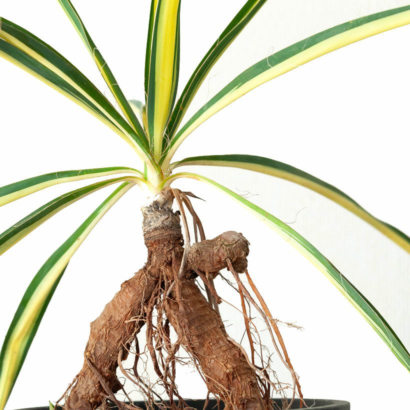 ユッカカラーガード寒さに強い斑入り品種！ガーデニングにも