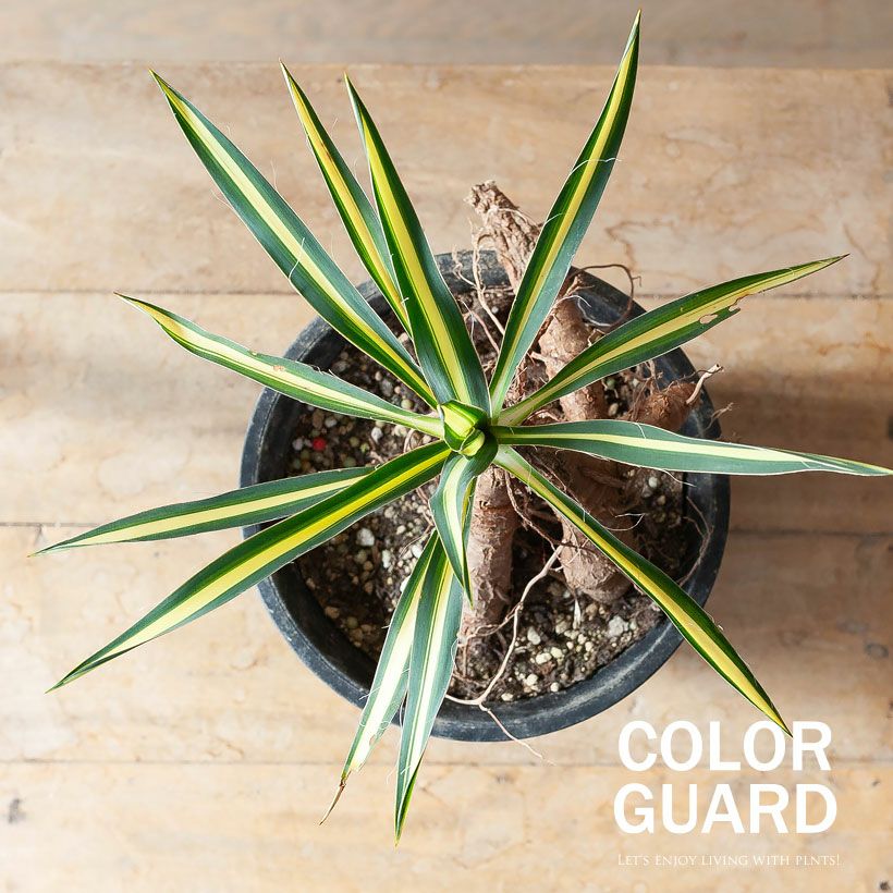 ユッカカラーガード寒さに強い斑入り品種！ガーデニングにも