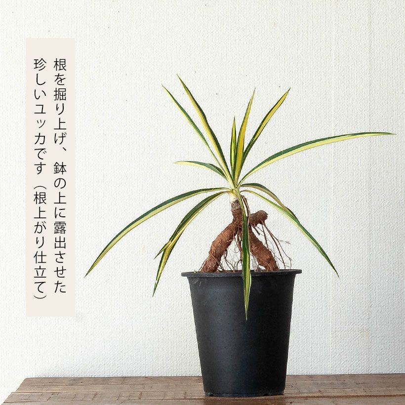 ユッカカラーガード寒さに強い斑入り品種！ガーデニングにも