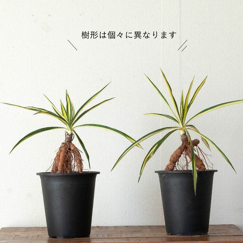 ユッカカラーガード寒さに強い斑入り品種！ガーデニングにも