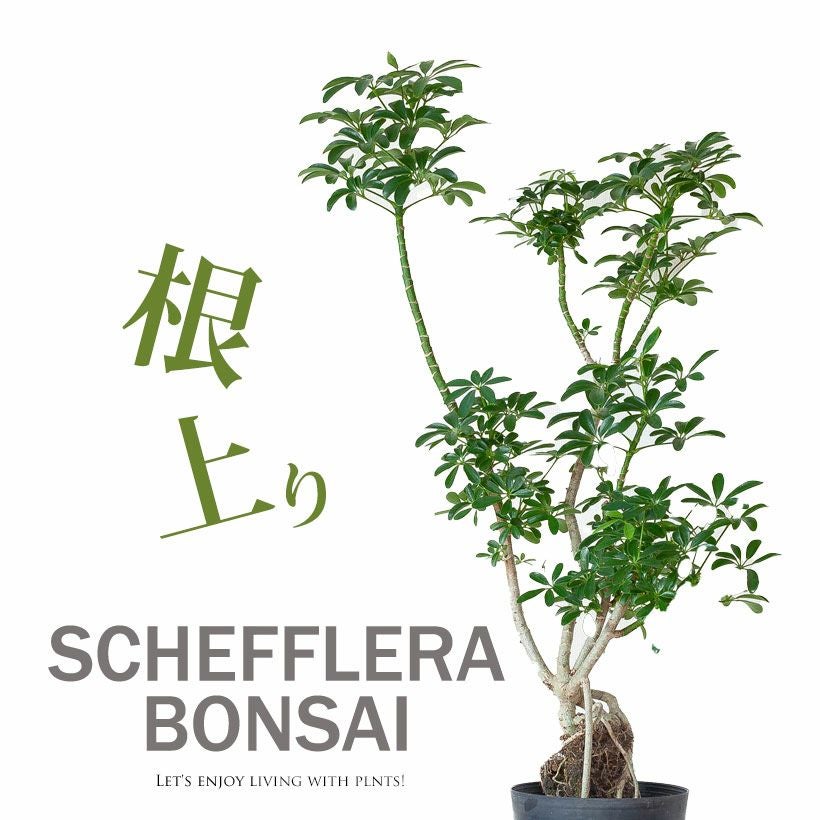 根上がり」のシェフレラコンパクタ。ジブリの様な個性派樹形
