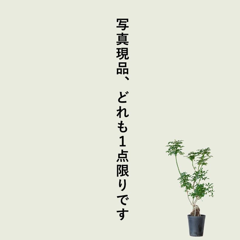根上がり」のシェフレラコンパクタ。ジブリの様な個性派樹形
