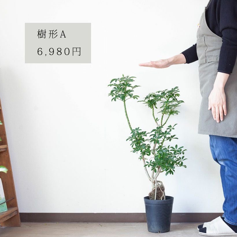 根上がり」のシェフレラコンパクタ。ジブリの様な個性派樹形