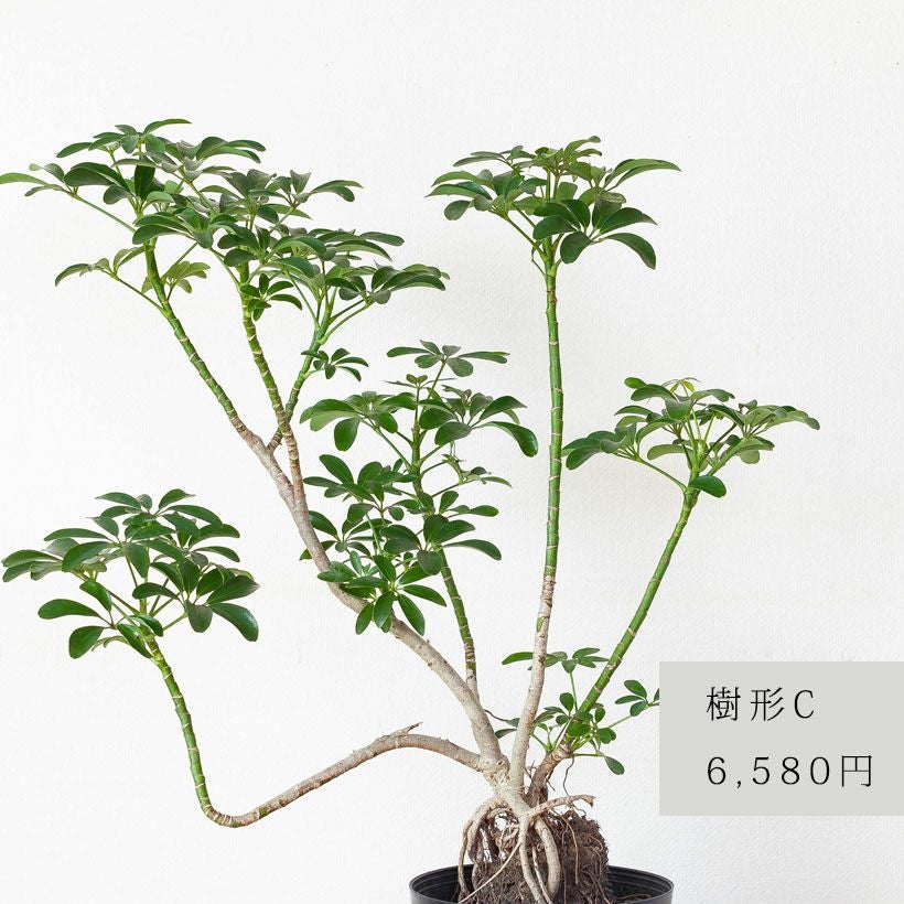 シェフレラ　曲がり　根上がり　お洒落　おすすめ　高さ80cm 根上がり」のシェフレラコンパクタ。ジブリの様な個性派樹形