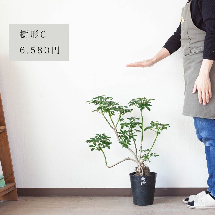 根上がり」のシェフレラコンパクタ。ジブリの様な個性派樹形