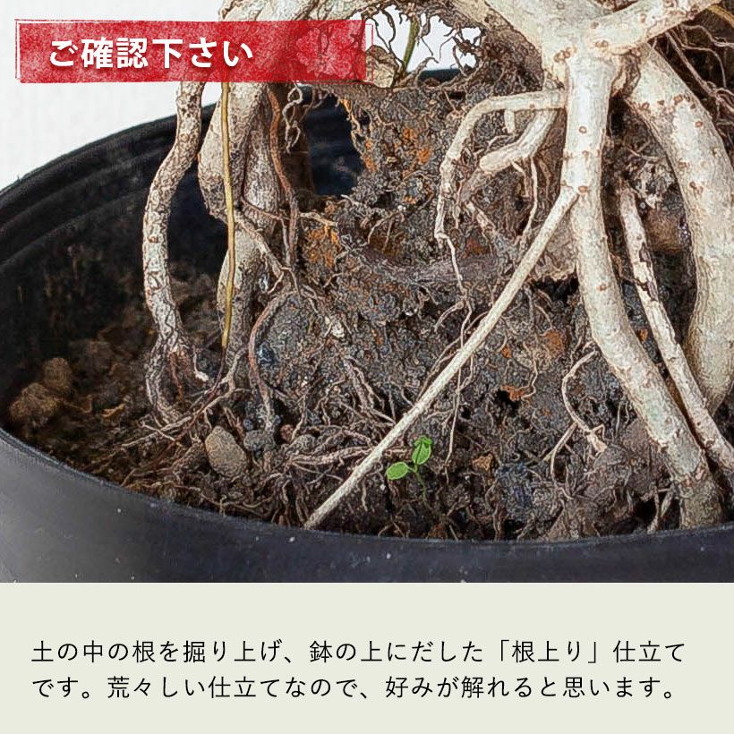 根上がり」のシェフレラコンパクタ。ジブリの様な個性派樹形