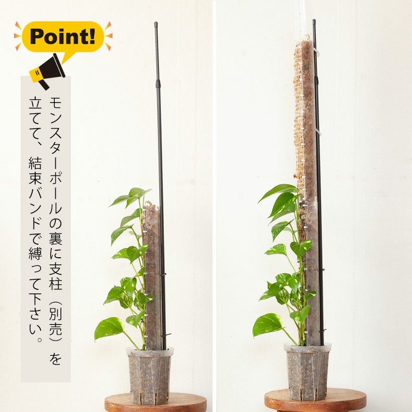 モスポール（モンスターポール）水苔入れアロイドを登らす棒