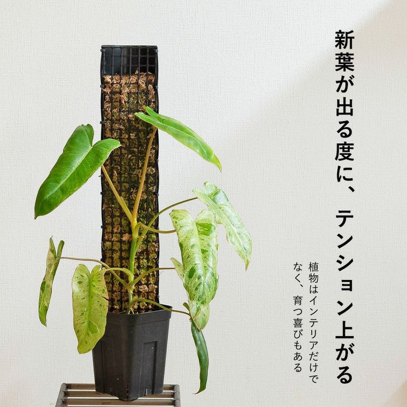 モスポール（モンスターポール）水苔入れアロイドを登らす棒