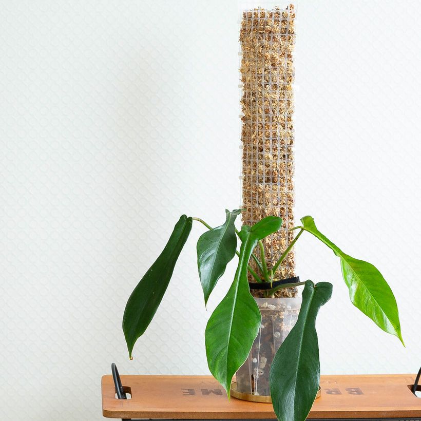 モスポール（モンスターポール）水苔入れアロイドを登らす棒