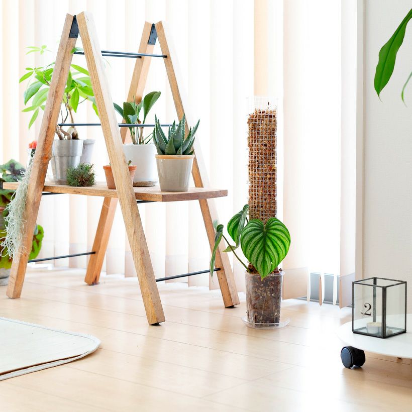 モスポール（モンスターポール）水苔入れアロイドを登らす棒