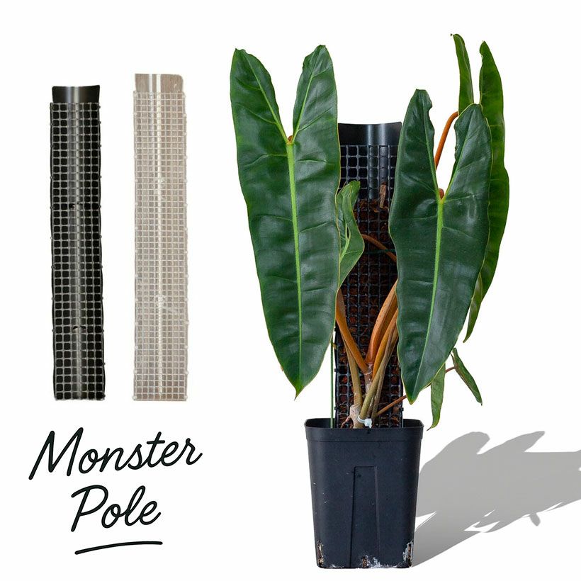 モスポール（モンスターポール）水苔入れアロイドを登らす棒