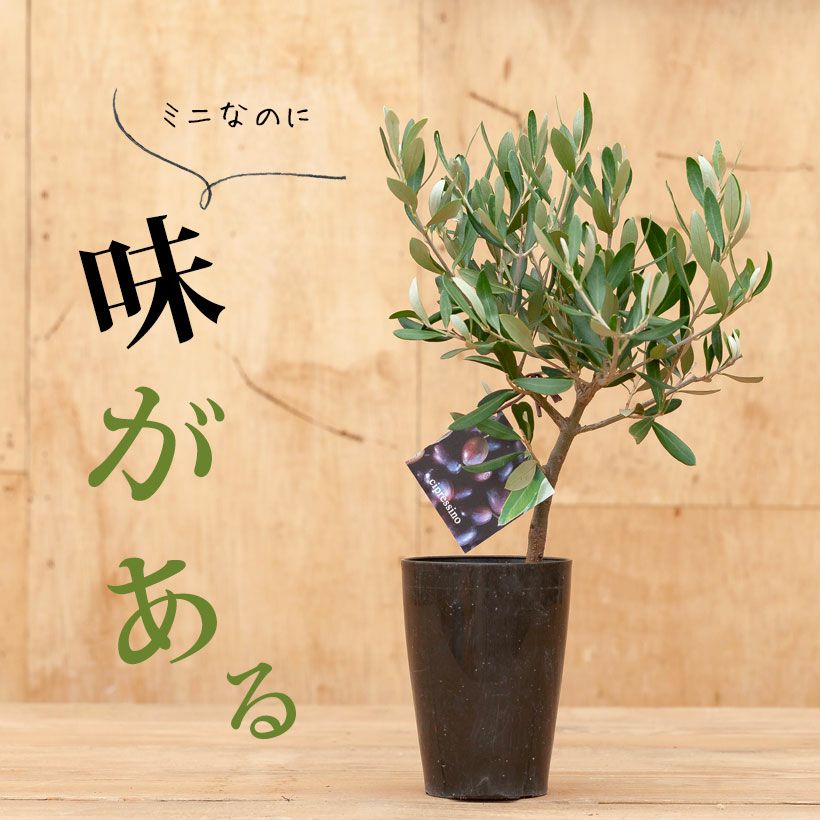 創樹のオリーブ｜盆栽のように幹がしっかりとした瀬戸内ブランド