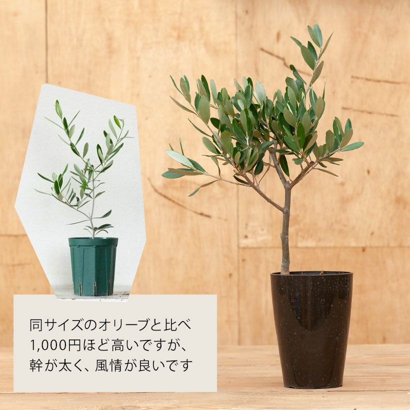 創樹のオリーブ｜盆栽のように幹がしっかりとした瀬戸内ブランド