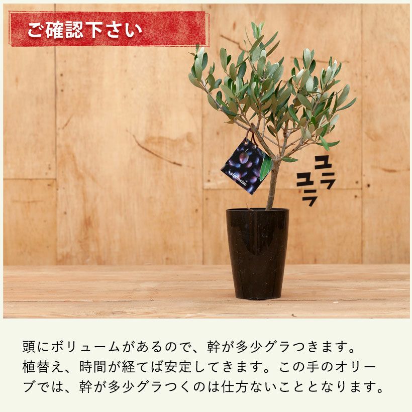 創樹のオリーブ｜盆栽のように幹がしっかりとした瀬戸内ブランド