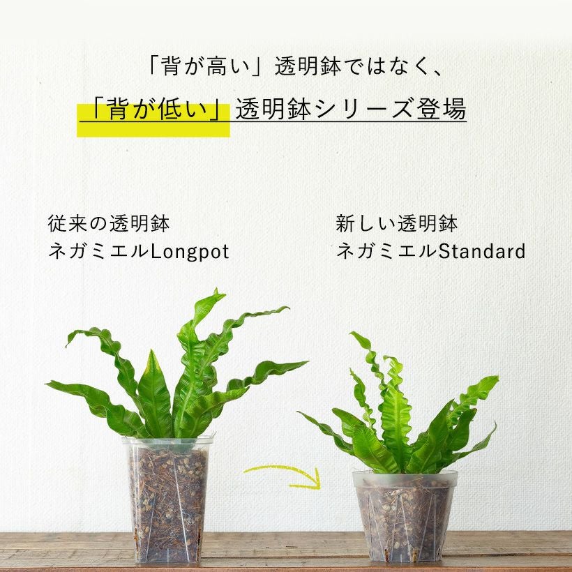 ネガミエルスタンダード浅岡園芸プロデュース｜インナーポットにも最適