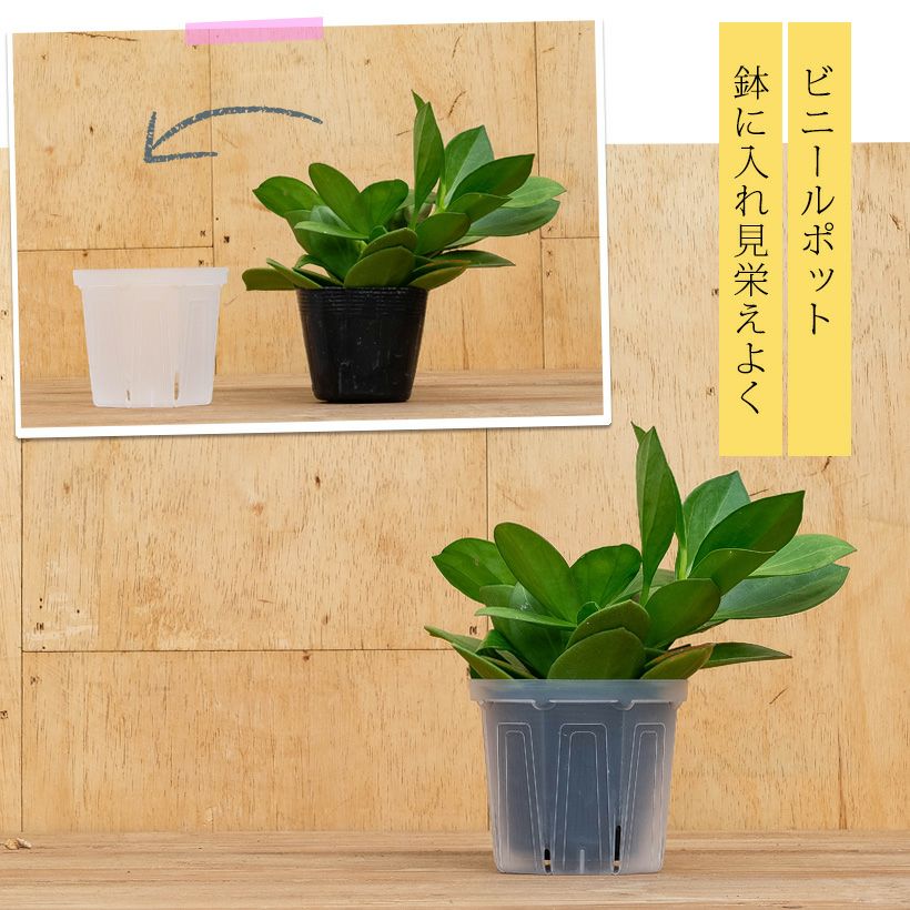 ネガミエルスタンダード浅岡園芸プロデュース｜インナーポットにも最適