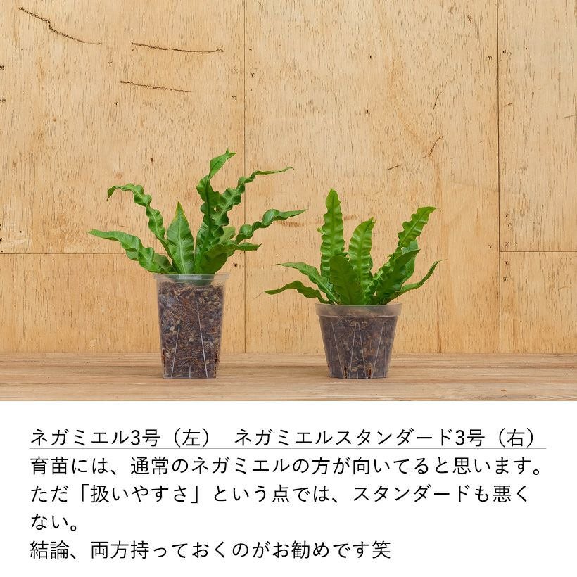 ネガミエルスタンダード浅岡園芸プロデュース｜インナーポットにも最適