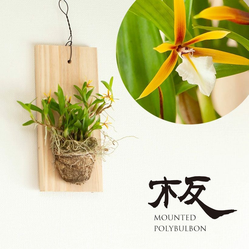 ポリブルボン板付け｜花芽付き原種：育て方付きで着生に期待