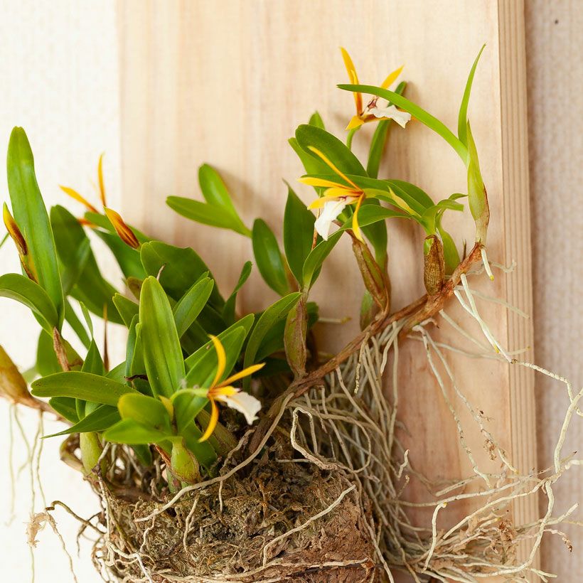 ポリブルボン板付け｜花芽付き原種：育て方付きで着生に期待