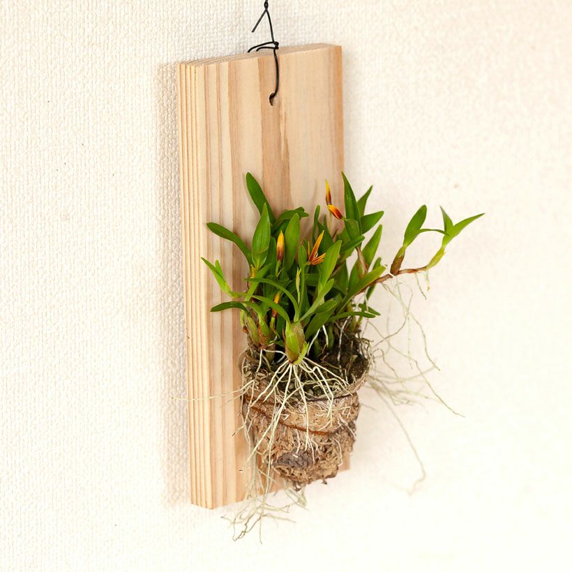 ポリブルボン板付け｜花芽付き原種：育て方付きで着生に期待