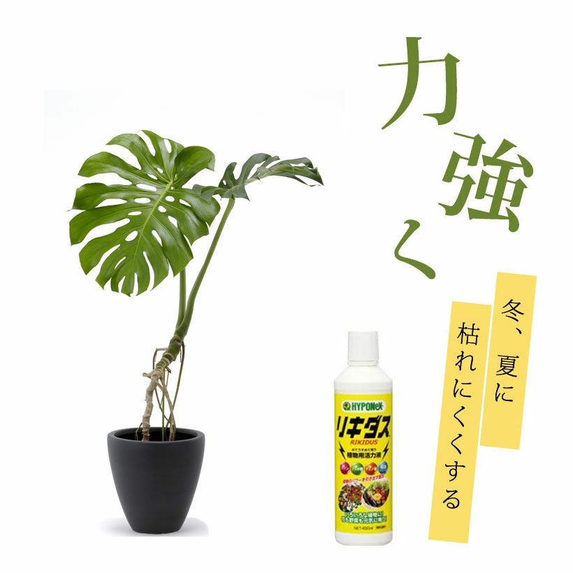 植物用活力液リキダス（450ml） レビュー | [公式]e-花屋さん本店