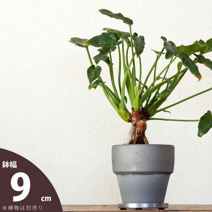 形や素材が個性的な植木鉢｜[公式] e-花屋さん 本店