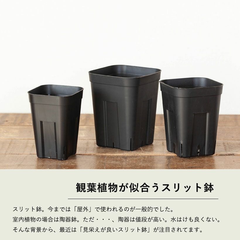 黒いスリット鉢（背が高いロングポット）観葉植物に！プレステラ