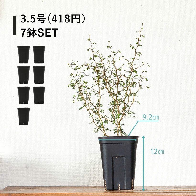 黒いスリット鉢（背が高いロングポット）観葉植物に！プレステラ