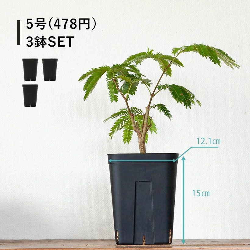 黒いスリット鉢（背が高いロングポット）観葉植物に！プレステラ