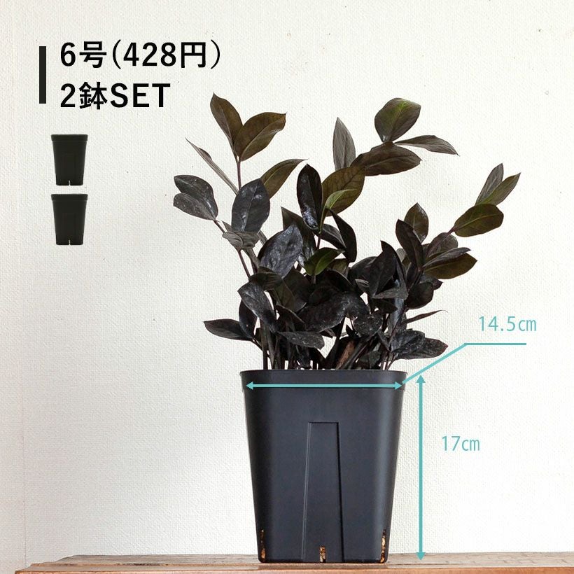 黒いスリット鉢（背が高いロングポット）観葉植物に！プレステラ