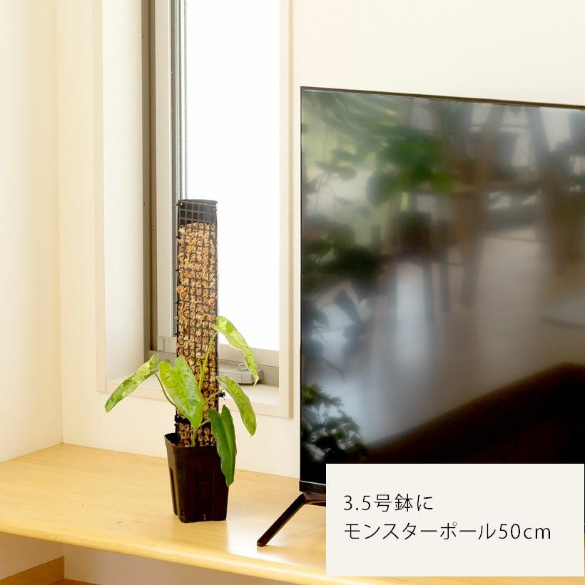 黒いスリット鉢（背が高いロングポット）観葉植物に！プレステラ