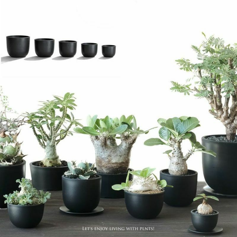 塊根植物 新芽付き 黒ポット 塊根植物や珍奇植物に！黒マット楕円型POT（樹脂製の植木鉢）