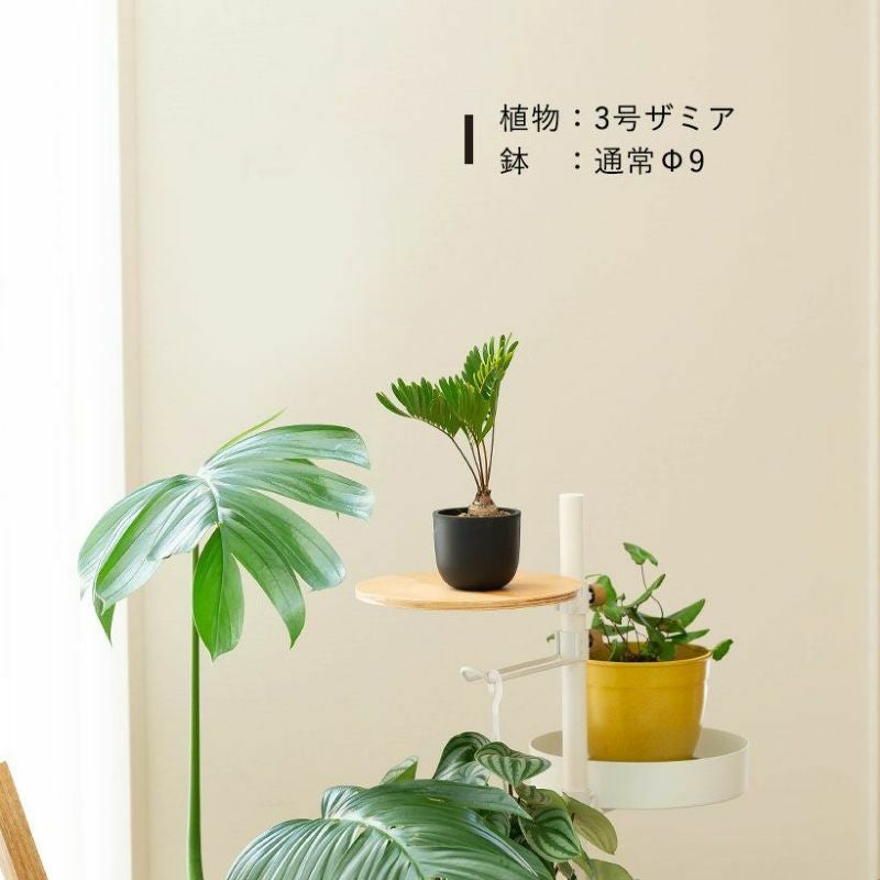 塊根植物や珍奇植物に！黒マット楕円型POT（樹脂製の植木鉢）