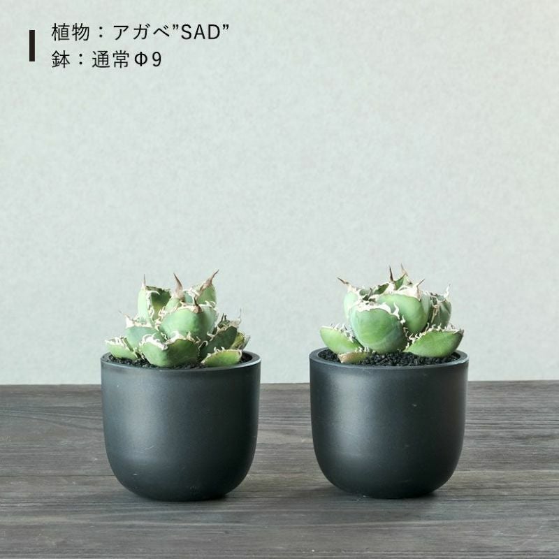 塊根植物や珍奇植物に！黒マット楕円型POT（樹脂製の植木鉢）