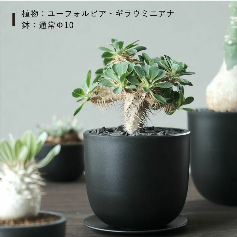 塊根植物 新芽付き 黒ポット 塊根植物や珍奇植物に！黒マット楕円型POT（樹脂製の植木鉢）