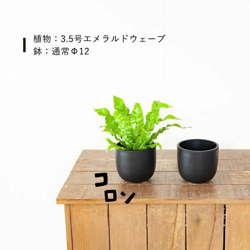 塊根植物や珍奇植物に！黒マット楕円型POT（樹脂製の植木鉢）