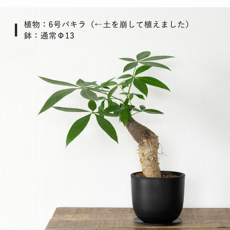 塊根植物や珍奇植物に！黒マット楕円型POT（樹脂製の植木鉢）