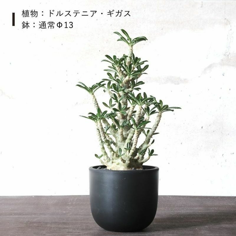 塊根植物や珍奇植物に！黒マット楕円型POT（樹脂製の植木鉢）