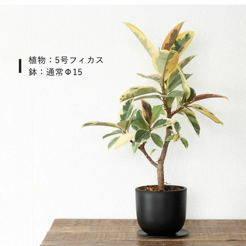塊根植物や珍奇植物に！黒マット楕円型POT（樹脂製の植木鉢）