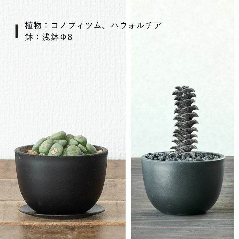 塊根植物や珍奇植物に！黒マット楕円型POT（樹脂製の植木鉢）