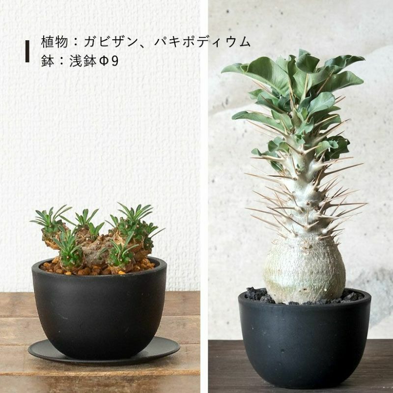 塊根植物や珍奇植物に！黒マット楕円型POT（樹脂製の植木鉢）