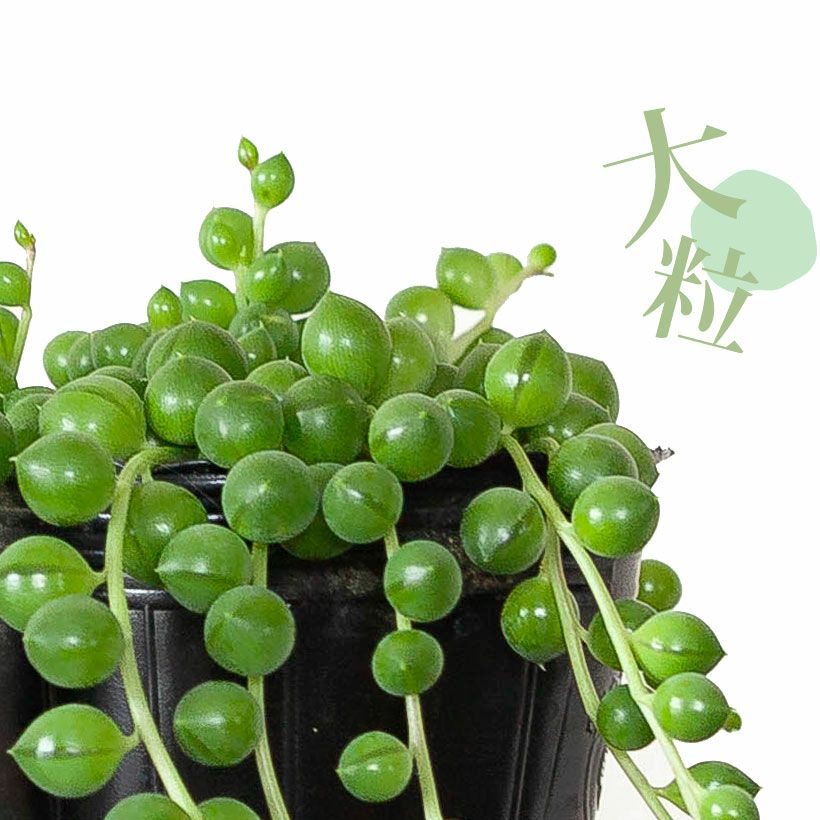 玉（葉）が大きい！大粒のグリーンネックレス
